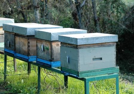 Colmenas de abejas en Colombia crecen, pero el peligro se mantiene