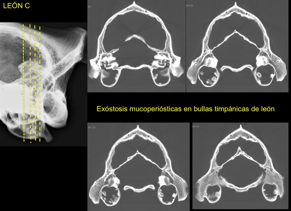 tc-pieza-anatomica-leones