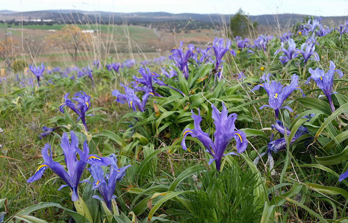 Flora del Cerro Del Castillo de Belmez