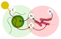 Descubren una forma de simbiosis entre una bacteria y un tipo de alga unicelular