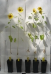 Plantas de girasol ('Helianthus annuus') en las que se ha probado los efectos del biocarb