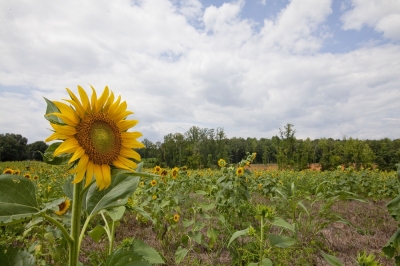 Campo de girasol, cultivo empleado para producir biodisel