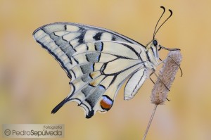 Papilio machaon_PSM7205