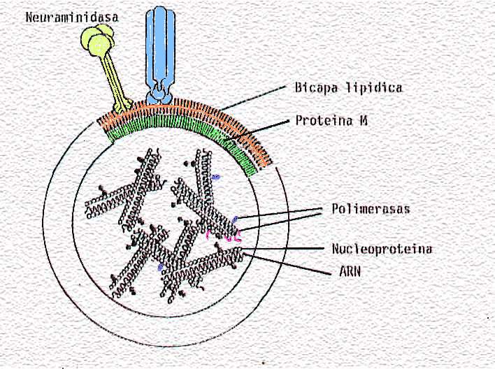 estructura del virus de la gripe