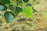 Una ecuacin ayuda a explicar el crecimiento de las plantas y su adaptacin al Cambio Global