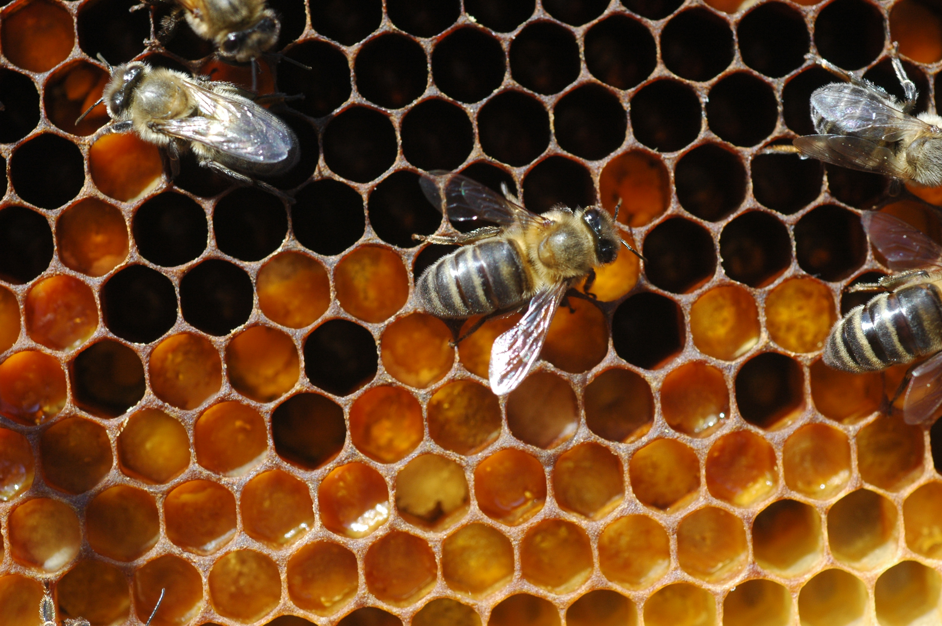 Historia evolutiva de las colmenas: Colmenas de abejas (Spanish