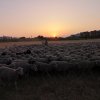 Trasterminancia anual desde Sierra Morena hasta la Campiña Sur Cordobesa