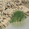 Trasterminancia anual desde Sierra Morena hasta la Campiña Sur Cordobesa