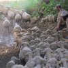 Trasterminancia anual desde Sierra Morena hasta la Campiña Sur Cordobesa