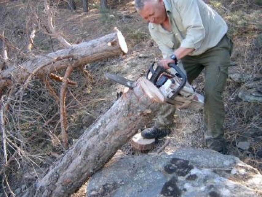 Pinares menos densos para adaptarse al cambio global