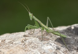 Tipo de manti denominada Apteromantis aptera