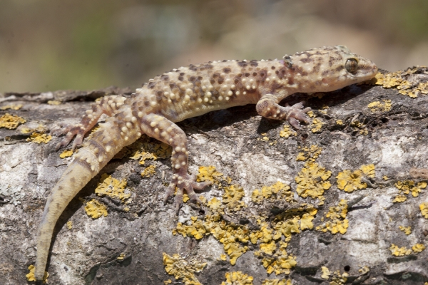 hemidactylus-turcicus5DEE4D29-294D-2461-69C6-3A508CA77BF4.jpg