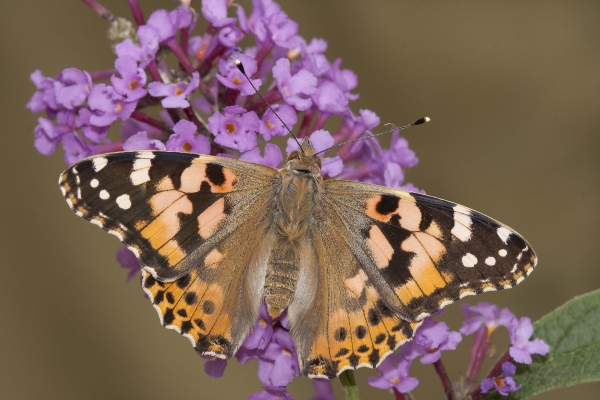 vanessa-cardui224482CB-4D22-84AF-9588-2608FA8B277D.jpg