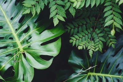 Variedad de plantas | Fotografía extraída de Unsplash