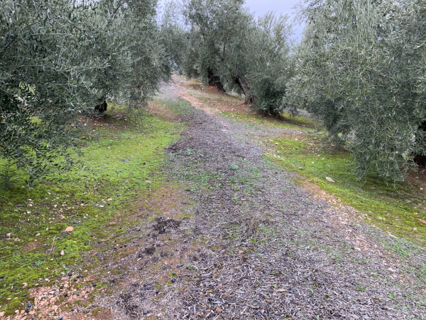 Cubierta de olivar tradicional.