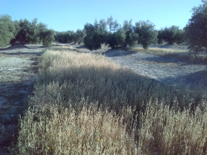 Imagen del olivar diversificado de Diverfarming 