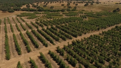 Olivar en el Campus de Rabanales