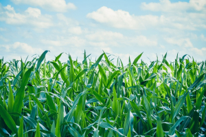 Un seminario aborda el marco legislativo y las políticas de control de la Sanidad Vegetal en las fronteras