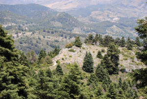 Imagen de varios ejemplares de Abies Pinsapo en el sur de España.